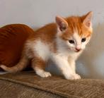 Maine coon kruising 3/4, slechts 1 beschikbaar nog!, Dieren en Toebehoren, Katten en Kittens | Raskatten | Langhaar, Meerdere dieren