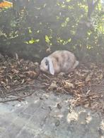 Mannetjes konijn ter dekking, Dieren en Toebehoren, Mannelijk, Middelgroot, Hangoor