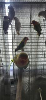 AGAPORNIS, Dieren en Toebehoren, Vogels | Parkieten en Papegaaien, Meerdere dieren, Dwergpapegaai of Agapornis, Geringd