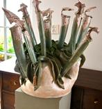Sarracenia (Bekerplant) keramiek. Kunstenares Yvonne Mollee, Ophalen