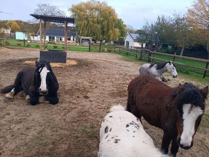 Bijrijdster gezocht voor gevoelige connemara, Dieren en Toebehoren, Paarden en Pony's | Verzorgingsproducten, Ophalen