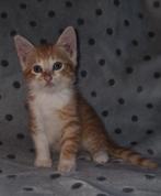 Lieve sociaale kittens, Dieren en Toebehoren