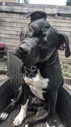 Nieuw huisje voor Special, Dieren en Toebehoren, Honden | Bulldogs, Pinschers en Molossers, 6 jaar of ouder, Reu, Eén hond, Nederland