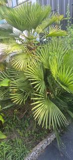 Europesche dwergpalm (Chamaerops Humilis) 2 stuks, Ophalen, Vaste plant, Overige soorten, Volle zon
