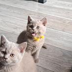 Britse korthaar kittens (mogen gelijk mee), Dieren en Toebehoren, Katten en Kittens | Raskatten | Korthaar, Meerdere dieren, Gechipt