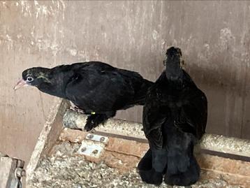 Nestkoppel kelebek beschikbaar voor biedingen