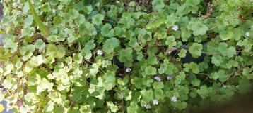 Muurleeuwenbek / Cymbalaria muralis beschikbaar voor biedingen