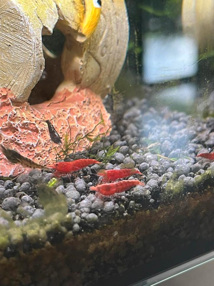 Neo Caridina vuur garnalen zoet kraanwater, Dieren en Toebehoren, Vissen | Aquariumvissen, Zoetwatervis, Kreeft, Krab of Garnaal