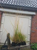 Hoge, bloeiende Molinea 'Heidebraut' (Pijpestrootje) in pot!, Ophalen of Verzenden, Overige soorten, Volle zon