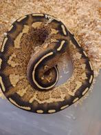 Python regius, Dieren en Toebehoren, Slang