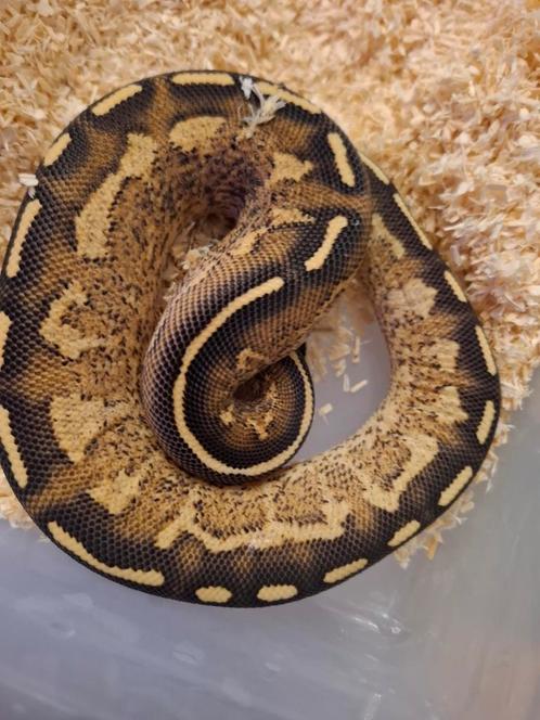 Python regius, Dieren en Toebehoren, Reptielen en Amfibieën, Slang