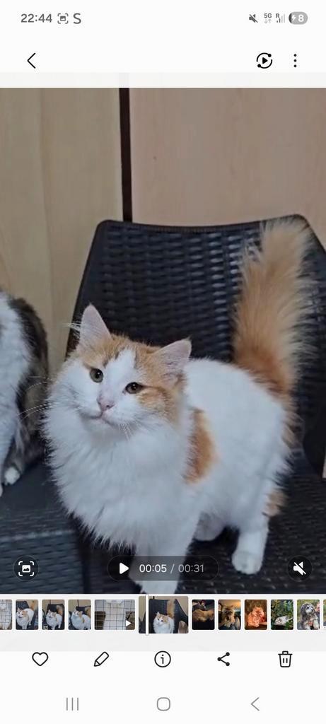 Superlieve grote lieverd, Dieren en Toebehoren, Katten en Kittens | Raskatten | Langhaar, Kater, Gechipt