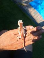 Rode gargoyle gekko, Dieren en Toebehoren, Reptielen en Amfibieën