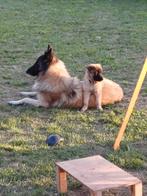 Belgische herder (tervuerense), Overige rassen, 8 tot 15 weken, Meerdere, Meerdere dieren