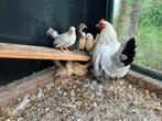 Te koop krielkip met kuikens, Dieren en Toebehoren, Pluimvee, Meerdere dieren, Kip