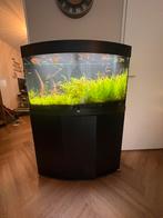 Juwel vision 180 incl. Vissen, Dieren en Toebehoren, Vissen | Aquaria en Toebehoren, Ophalen, Gebruikt, Gevuld zoetwateraquarium
