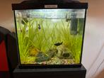 Leuk starters aquarium, compleet ingericht incl.vissen, Dieren en Toebehoren, Vissen | Aquaria en Toebehoren, Ophalen, Zo goed als nieuw