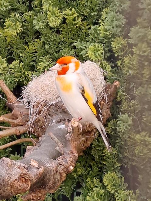 Major putter 2024 man, Dieren en Toebehoren, Vogels | Overige Vogels, Wildzangvogel, Mannelijk, Tam, Geringd