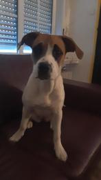 Lieve knuffelde speelse puppy 6 maanden oud, Dieren en Toebehoren, Honden | Bulldogs, Pinschers en Molossers, CDV (hondenziekte)