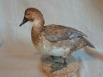 Opgezette tafeleend, vrouwtje  op plank, Ophalen of Verzenden, Gebruikt, Vogel, Opgezet dier