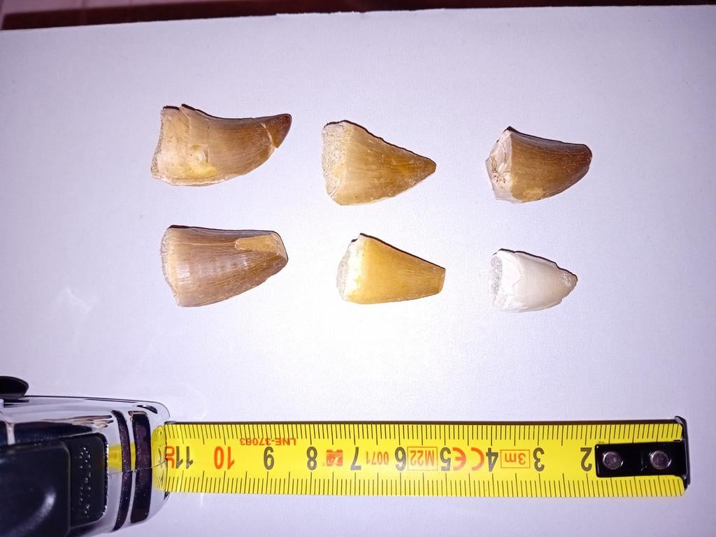 6 mosasaurus tanden, Ophalen of Verzenden