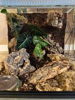 Mooi bioactief terrarium 30x30x30, Dieren en Toebehoren, Hagedis