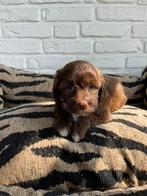 Boompoo pups, boomer x toy poedel, Nederland, Overige rassen, CDV (hondenziekte), 8 tot 15 weken