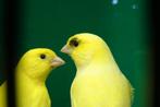 Kanaries, Dieren en Toebehoren, Meerdere dieren, Kleurkanarie