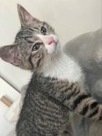 9 weken jonge poes, Dieren en Toebehoren, Katten en Kittens | Raskatten | Korthaar, Poes, Ontwormd, 0 tot 2 jaar