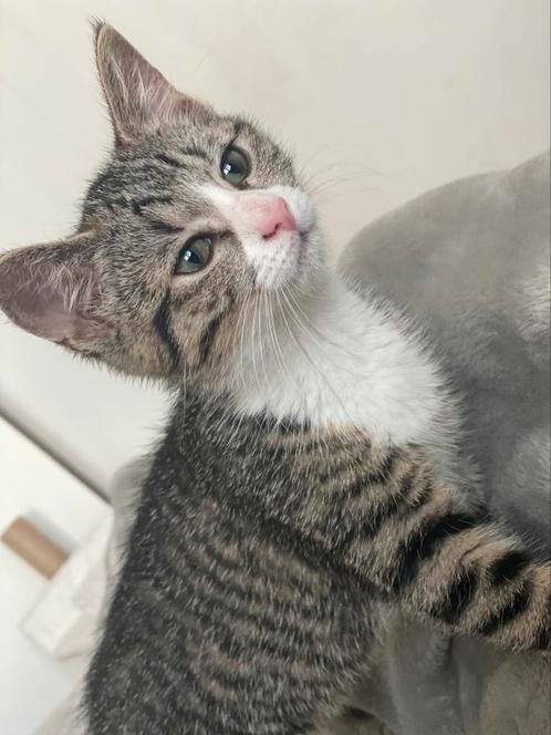 9 weken jonge poes, Dieren en Toebehoren, Katten en Kittens | Raskatten | Korthaar, Poes, 0 tot 2 jaar, Ontwormd