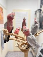 Rose kaketoe’s, Meerdere dieren, Papegaai, Pratend