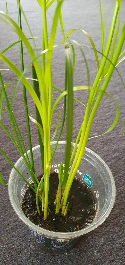 Parapluplantje dat flink groeit nu, wordt groter dan...., Huis en Inrichting, Kamerplanten, Overige soorten, Minder dan 100 cm