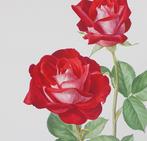 1645 - 1651 Rozenposter Poster prent met rozen AM TRECHSLIN, Antiek en Kunst, Ophalen of Verzenden