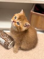 Britse kort haar, Dieren en Toebehoren, Katten en Kittens | Dekkaters, 0 tot 2 jaar