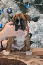Duitse boxerpuppy's FCI-stambomen, Dieren en Toebehoren, Overige rassen, 8 tot 15 weken, Parvo, Meerdere