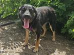 Darko een grappig en lief mannetje, Particulier, Rabiës (hondsdolheid), Reu, 1 tot 2 jaar