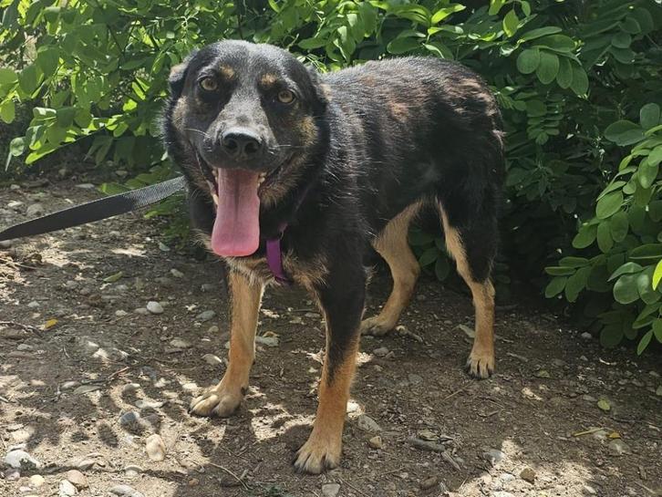Darko een grappig en lief mannetje, Dieren en Toebehoren, Honden | Niet-rashonden, Middel, Reu, Particulier, Eén hond, Buitenland