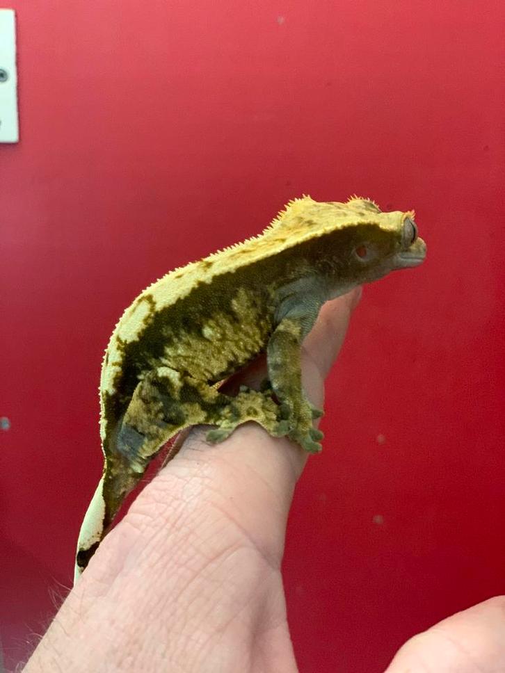 Crested gecko female wimper gekko