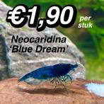 Garnalen Blauw (Neocaridina Blue Dream), Dieren en Toebehoren, Vissen | Aquariumvissen, Zoetwatervis, Kreeft, Krab of Garnaal