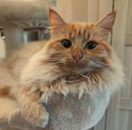 Lieve half Maine Coon kater zoekt een liefdevol nieuw thuis, Dieren en Toebehoren, Kater, Gechipt, 0 tot 2 jaar