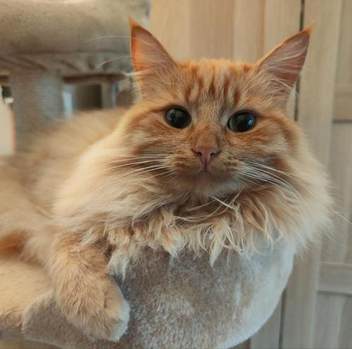 Lieve half Maine Coon kater zoekt een liefdevol nieuw thuis, Dieren en Toebehoren, Katten en Kittens | Raskatten | Langhaar, Kater
