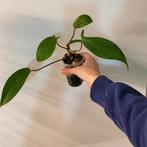 Philodendron 68696, Huis en Inrichting, Ophalen of Verzenden, Halfschaduw, Minder dan 100 cm
