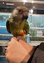 Bonteboer man super tam en getest, Meerdere dieren, Papegaai, Tam