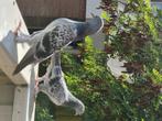 Takla duiven, Dieren en Toebehoren, Meerdere dieren, Overige soorten