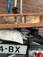 kanaries 6 stuks en 1 diamant duifje alles samen 75 euro, Dieren en Toebehoren, Vogels | Overige Vogels, Meerdere dieren