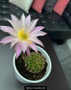 Cactus, Ophalen, Zomer, Volle zon