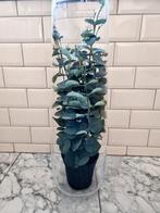 Ikea berakna vaas 65 cm, Ophalen, Overige kleuren, 50 tot 75 cm, Glas