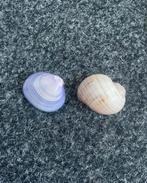 2 plastic schelpen, Verzamelen, Mineralen en Fossielen, Ophalen of Verzenden, Schelp(en)