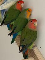 4 x Agapornis roseicollie dwergpapegaai langbevederd, Dieren en Toebehoren, Mannelijk, Parkiet