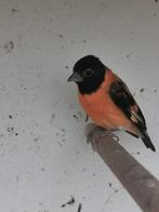Kapoetie Sijs., Dieren en Toebehoren, Vogels | Overige Vogels, Mannelijk, Wildzangvogel, Geringd